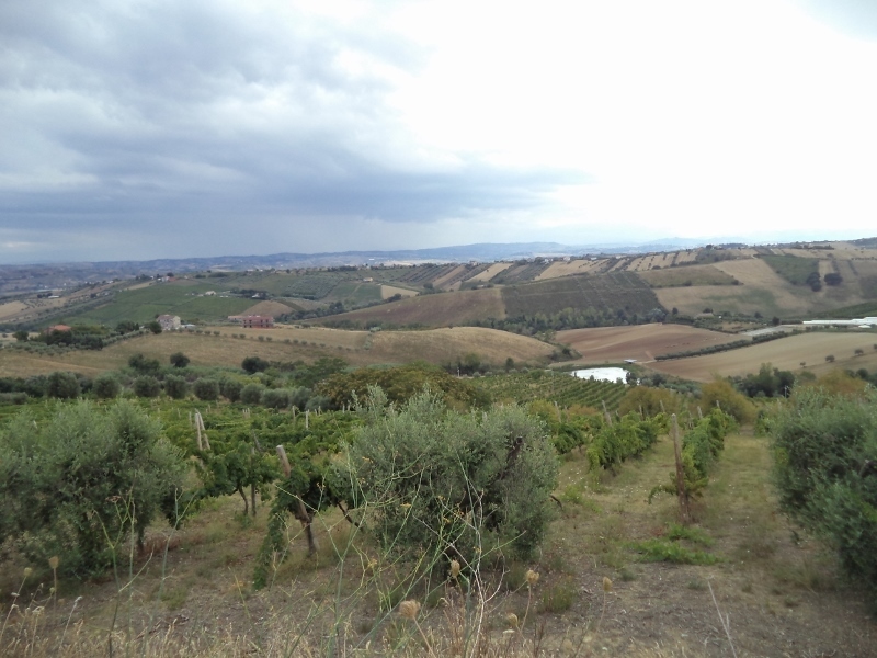 Immagine 42 di Casa indipendente in vendita  a Colonnella
