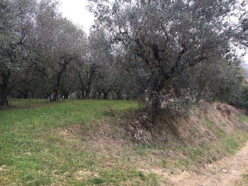 Immagine 3 di Terreno edificabile in vendita  in Vicolo Matteotti Secondo a Monteprandone