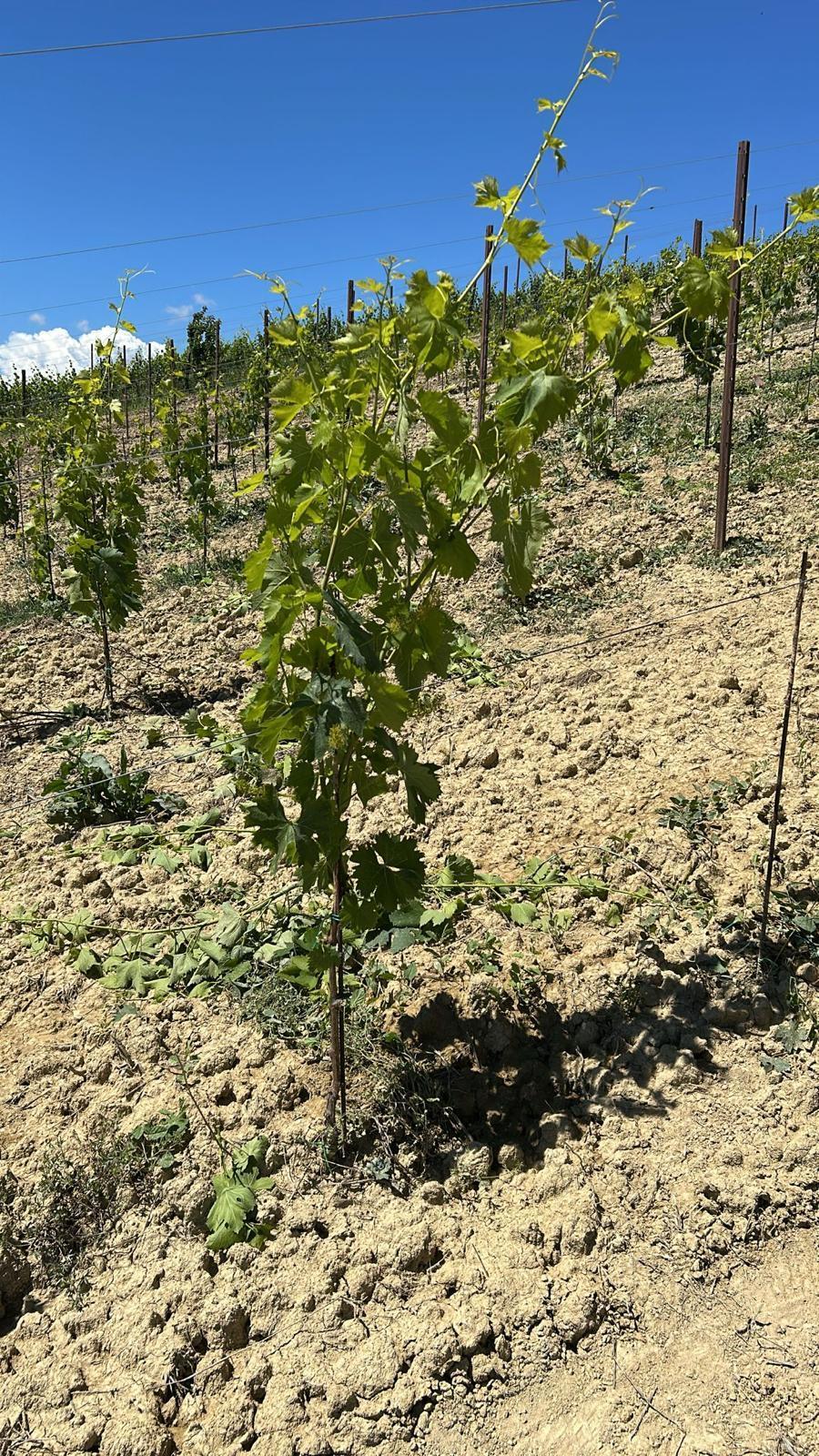 Immagine 17 di Terreno agricolo in vendita  a Montefiore Dell'aso