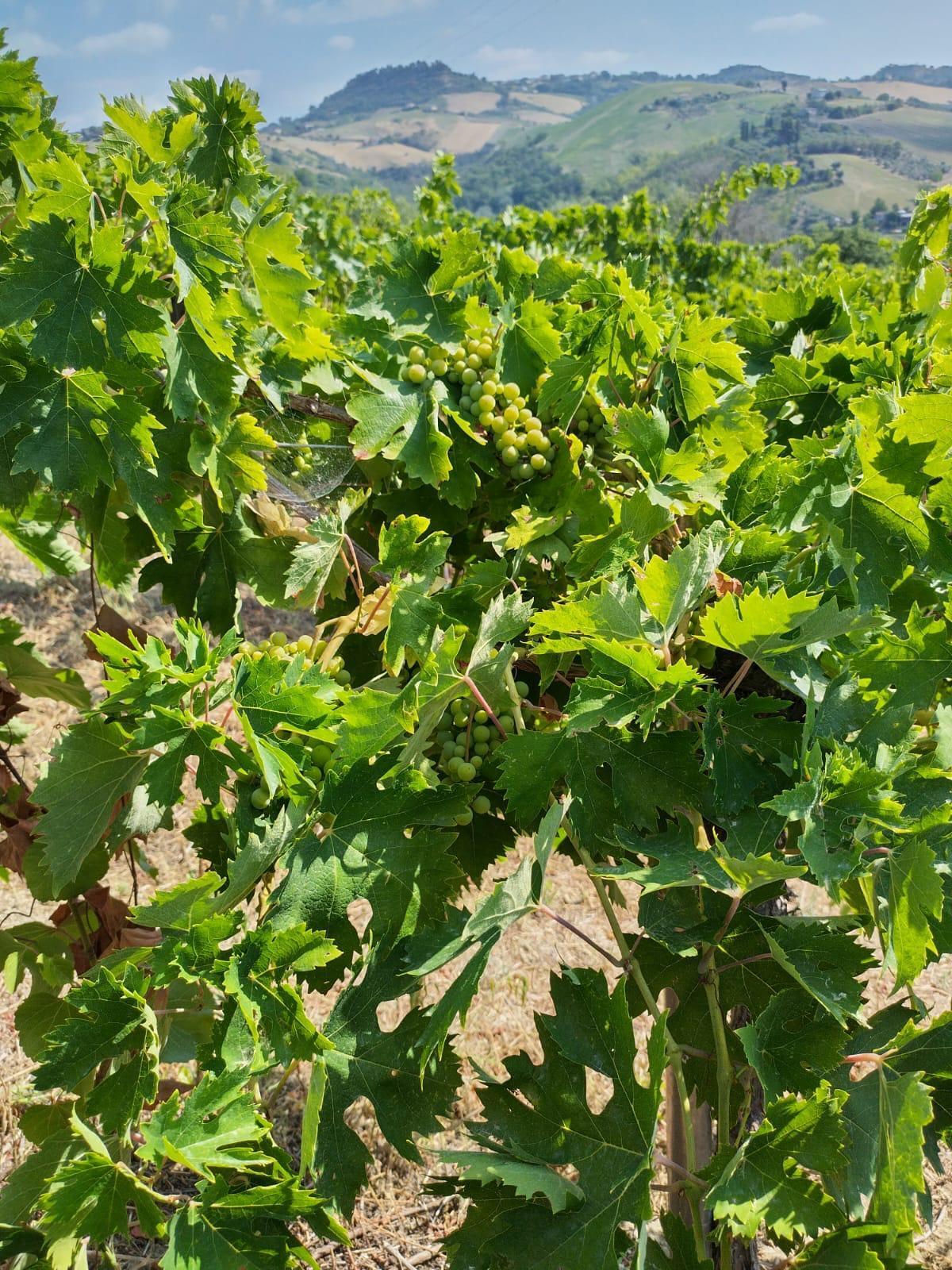 Immagine 5 di Terreno agricolo in vendita  a Montefiore Dell'aso