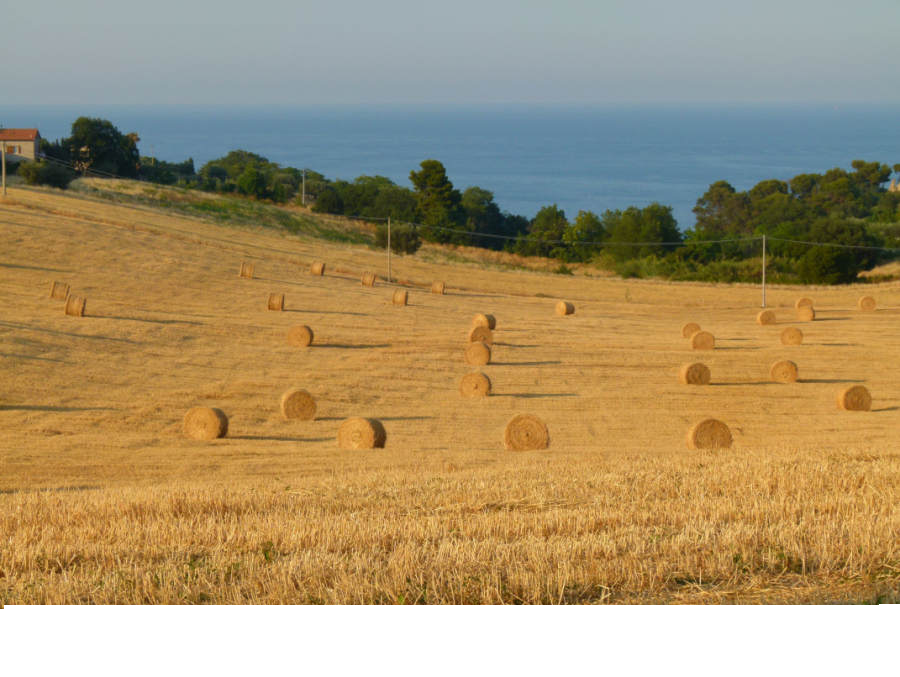Immagine 15 di Attività commerciale in vendita  a Cupra Marittima