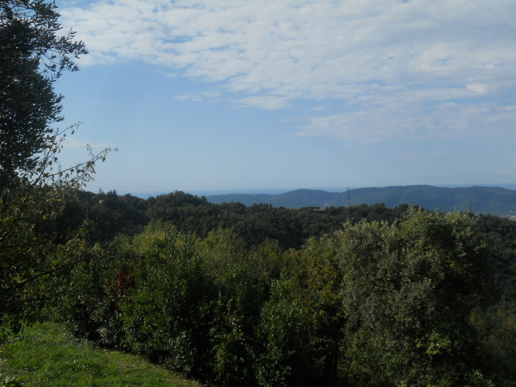 Immagine 5 di Terreno agricolo in vendita  in Via Alta a Sarzana