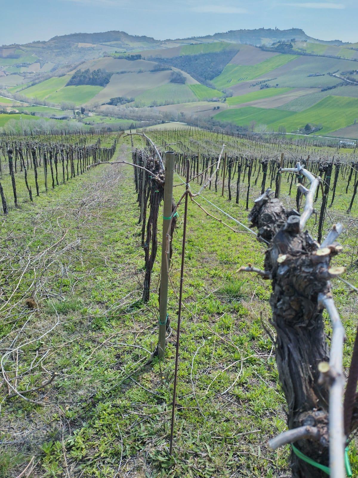 Immagine 23 di Terreno agricolo in vendita  a Montefiore Dell'aso