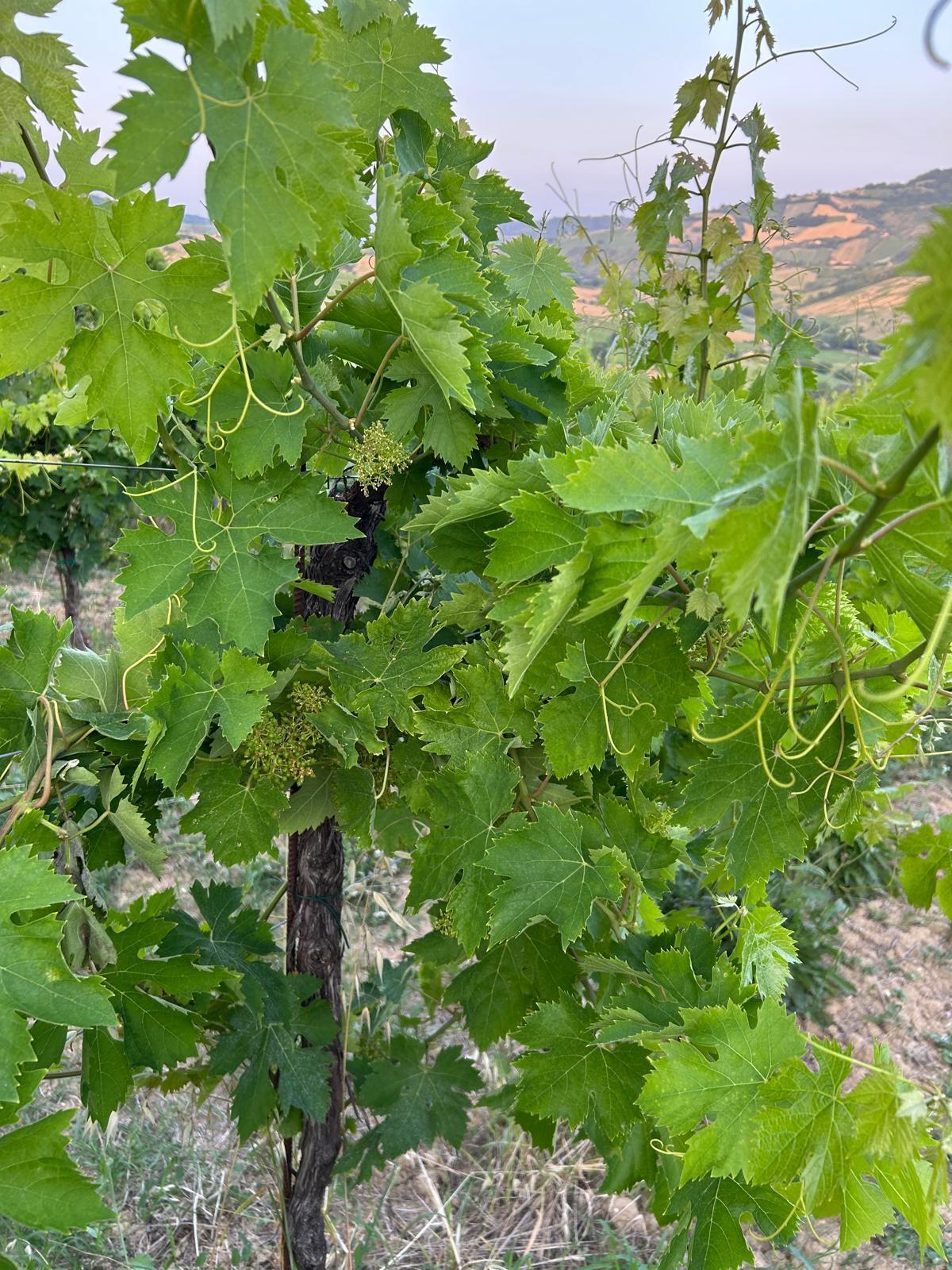 Immagine 3 di Terreno agricolo in vendita  a Montefiore Dell'aso
