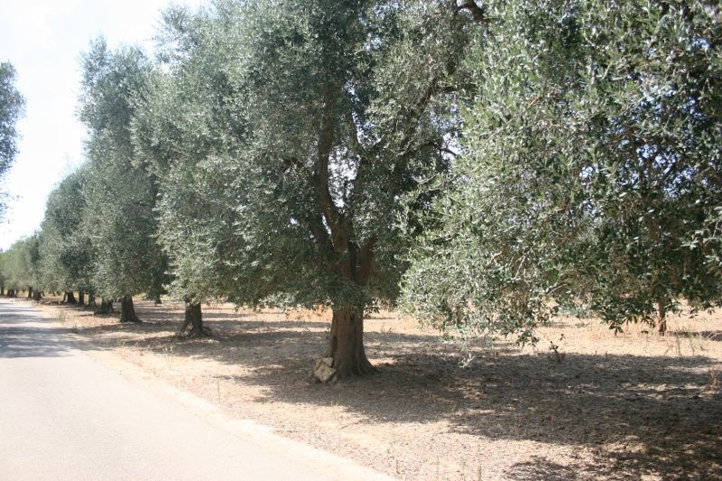 Immagine 41 di Terreno agricolo in vendita  in contrada mandrò a Cutrofiano