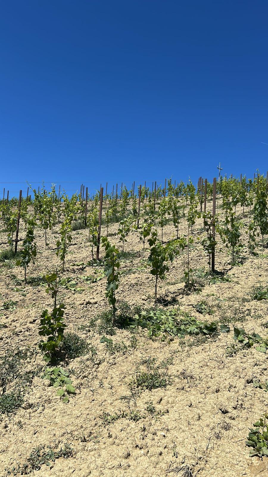 Immagine 19 di Terreno agricolo in vendita  a Montefiore Dell'aso