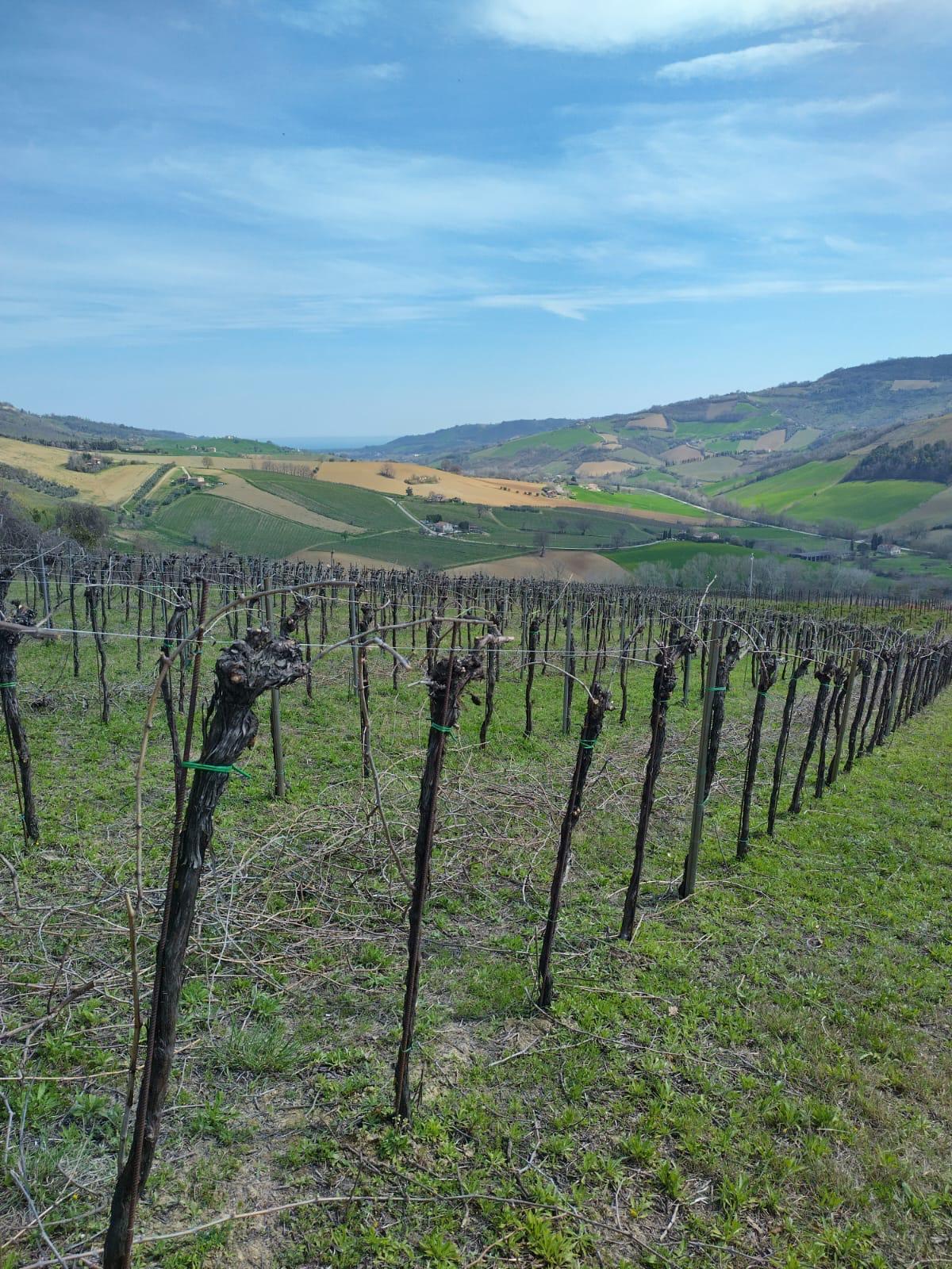 Immagine 24 di Terreno agricolo in vendita  a Montefiore Dell'aso