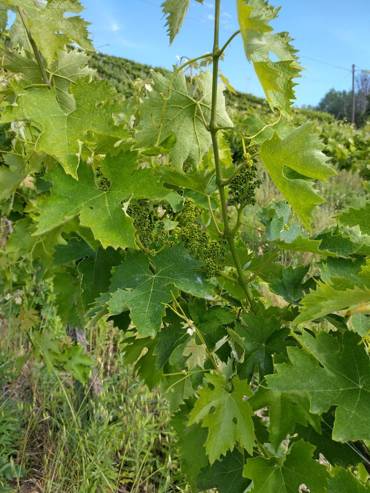 Immagine 7 di Terreno agricolo in vendita  a Montefiore Dell'aso