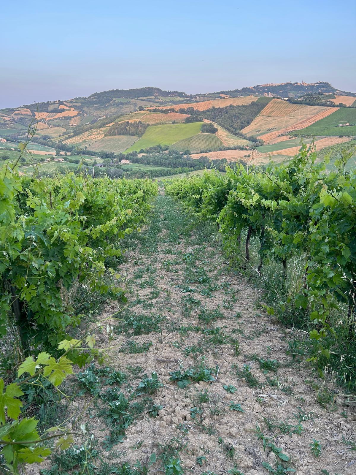 Immagine 15 di Terreno agricolo in vendita  a Montefiore Dell'aso