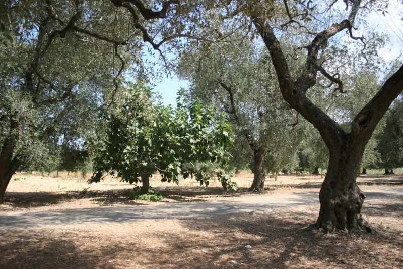 Immagine 7 di Terreno agricolo in vendita  in contrada mandrò a Cutrofiano