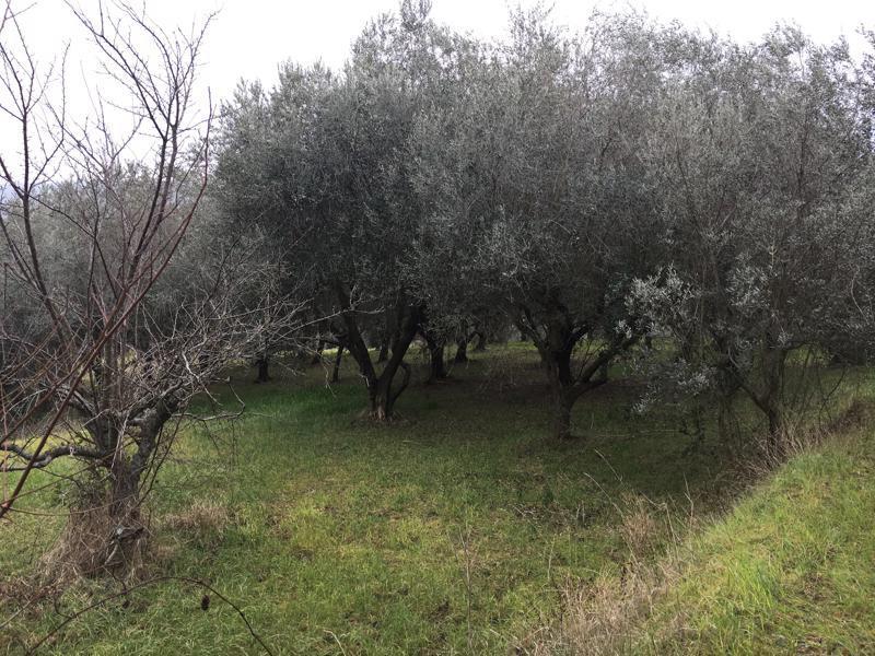 Immagine 8 di Terreno edificabile in vendita  in Vicolo Matteotti Secondo a Monteprandone