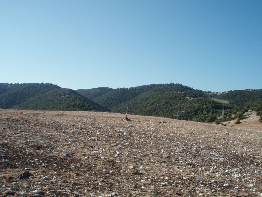 Immagine 12 di Terreno agricolo in vendita  a Mattinata