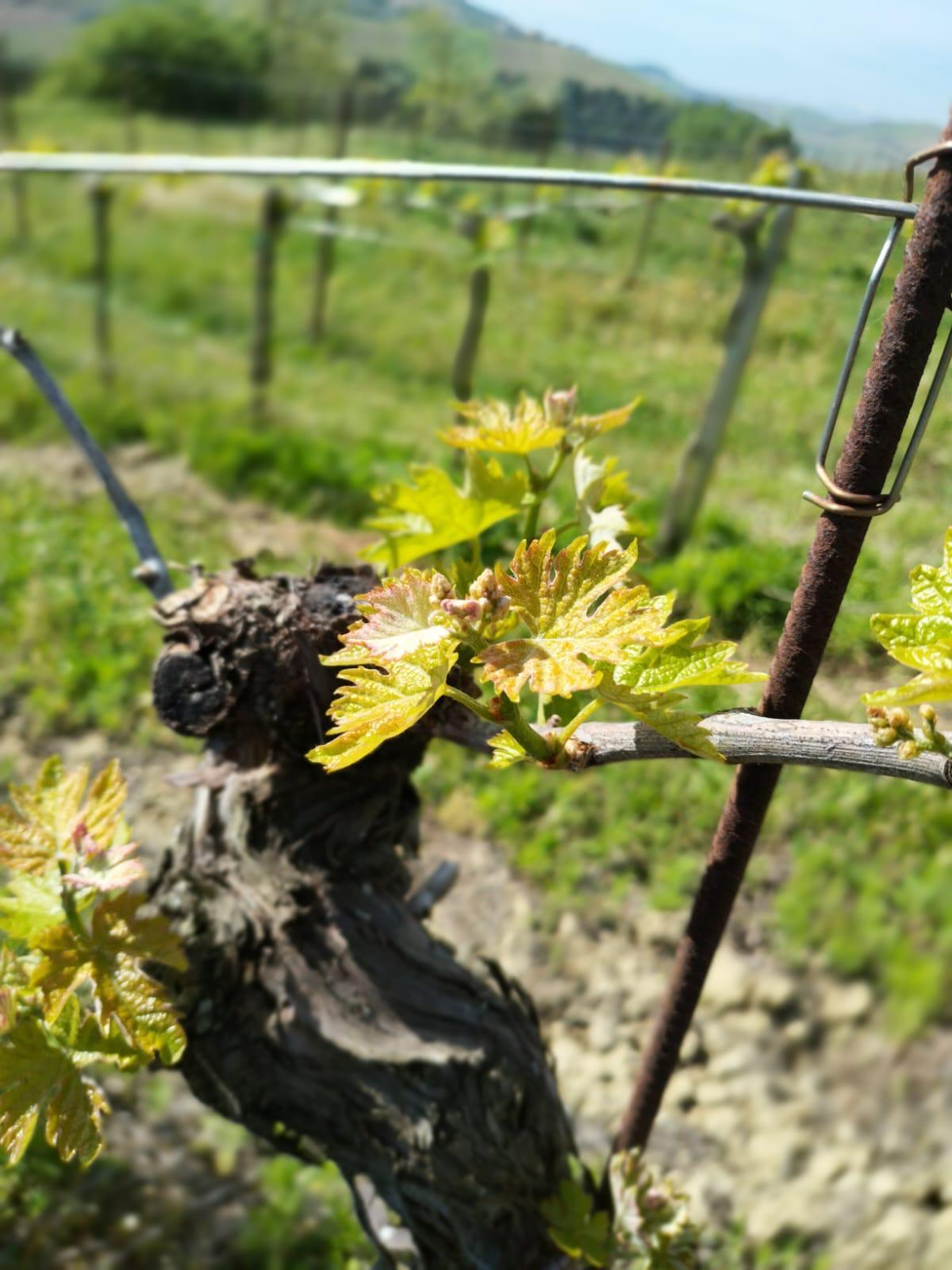 Immagine 4 di Terreno agricolo in vendita  a Montefiore Dell'aso