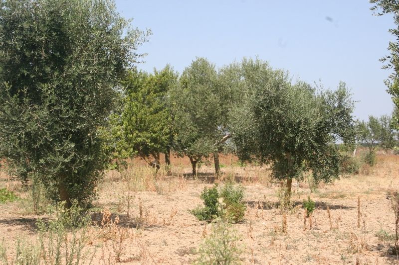 Immagine 18 di Terreno agricolo in vendita  in contrada mandrò a Cutrofiano