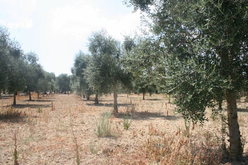 Immagine 13 di Terreno agricolo in vendita  in contrada mandrò a Cutrofiano