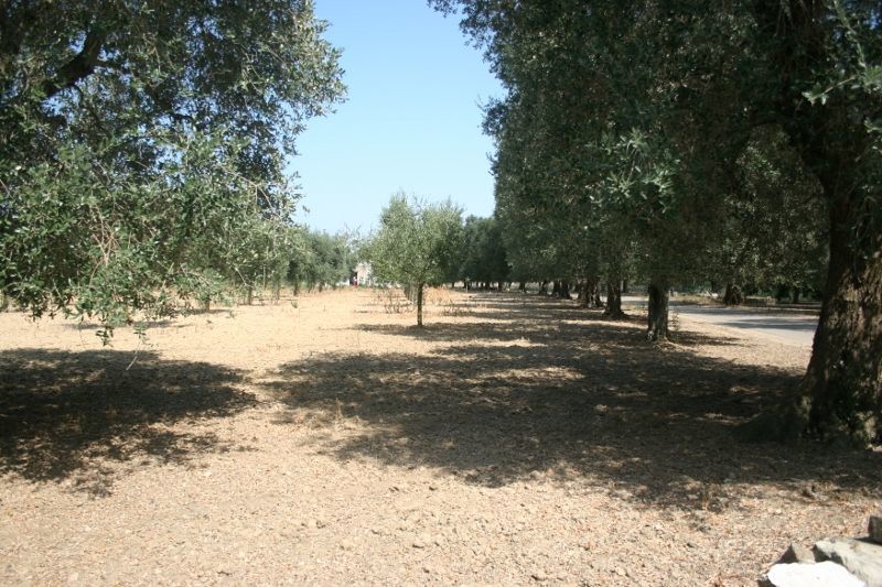 Immagine 45 di Terreno agricolo in vendita  in contrada mandrò a Cutrofiano