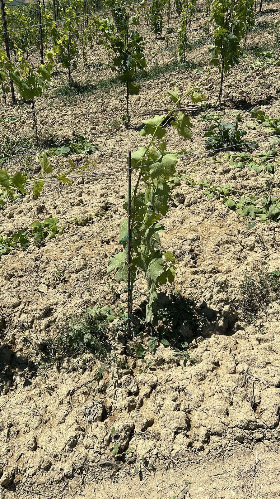 Immagine 16 di Terreno agricolo in vendita  a Montefiore Dell'aso