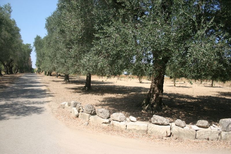 Immagine 42 di Terreno agricolo in vendita  in contrada mandrò a Cutrofiano