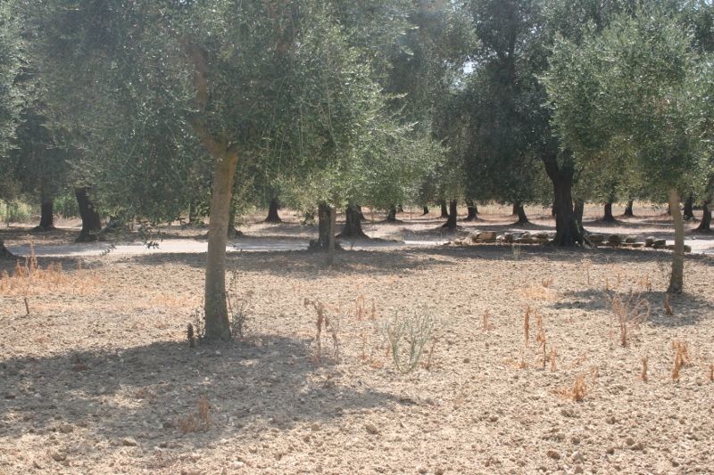Immagine 21 di Terreno agricolo in vendita  in contrada mandrò a Cutrofiano