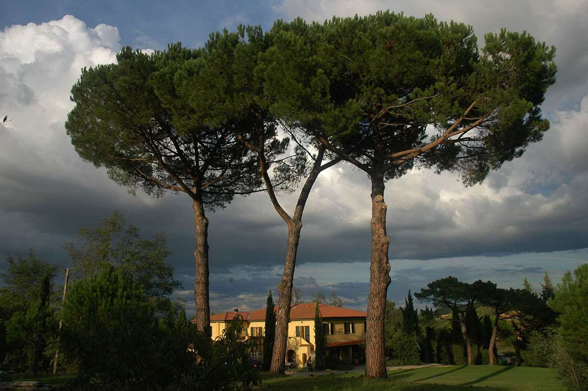 Immagine 2 di Villa in vendita  a Fauglia