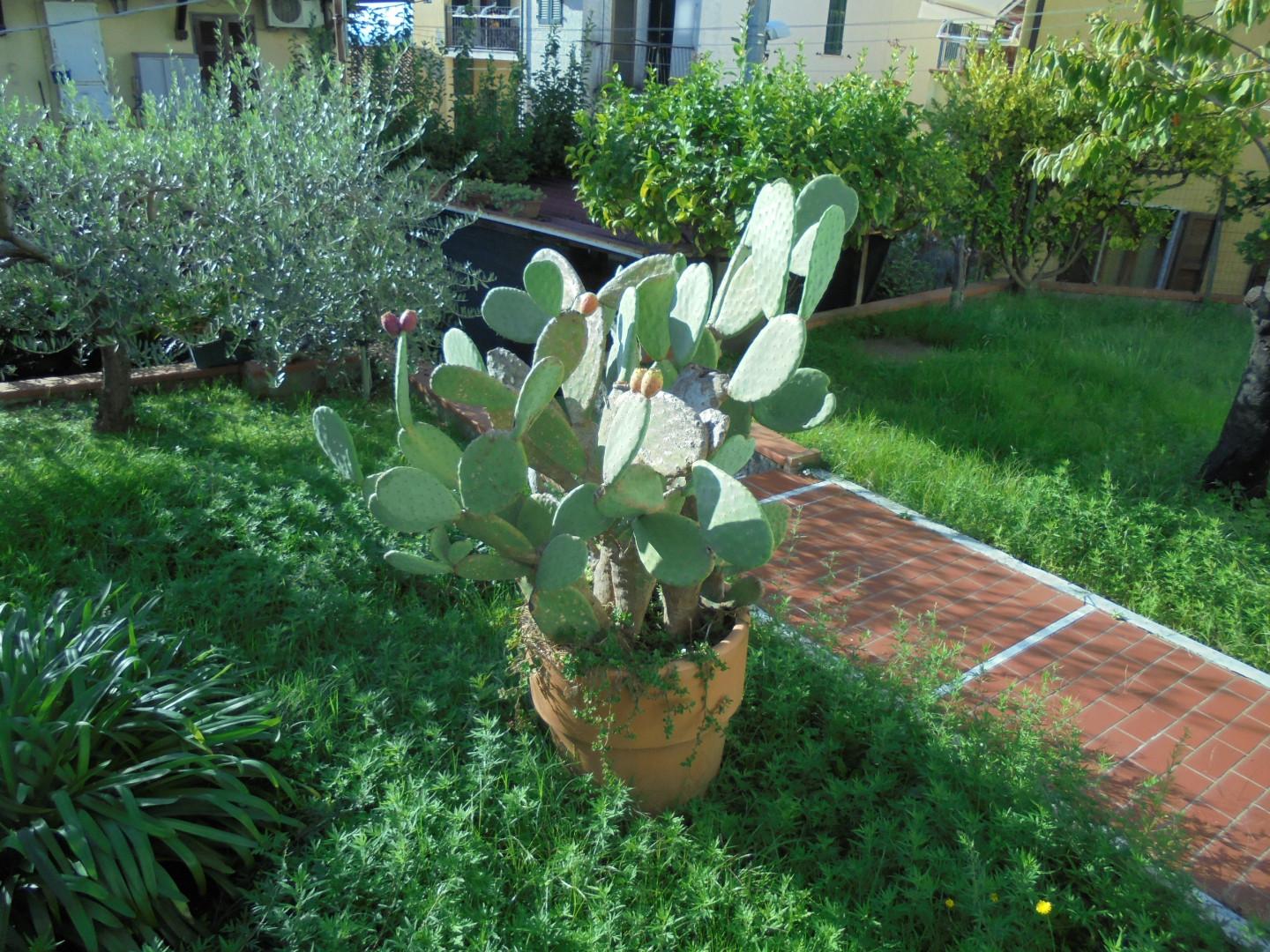 Immagine 28 di Appartamento in vendita  a Massa