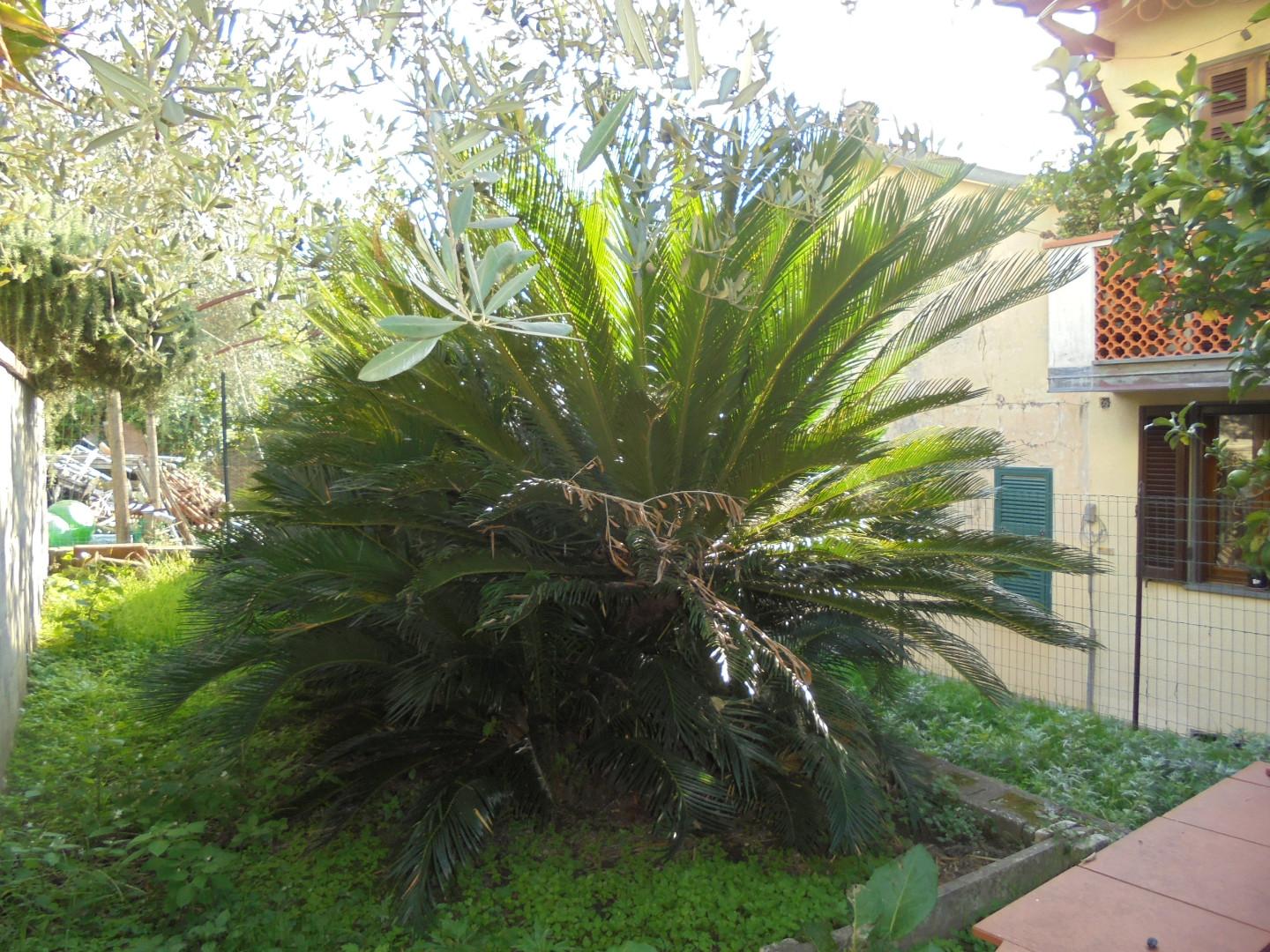 Immagine 37 di Appartamento in vendita  a Massa