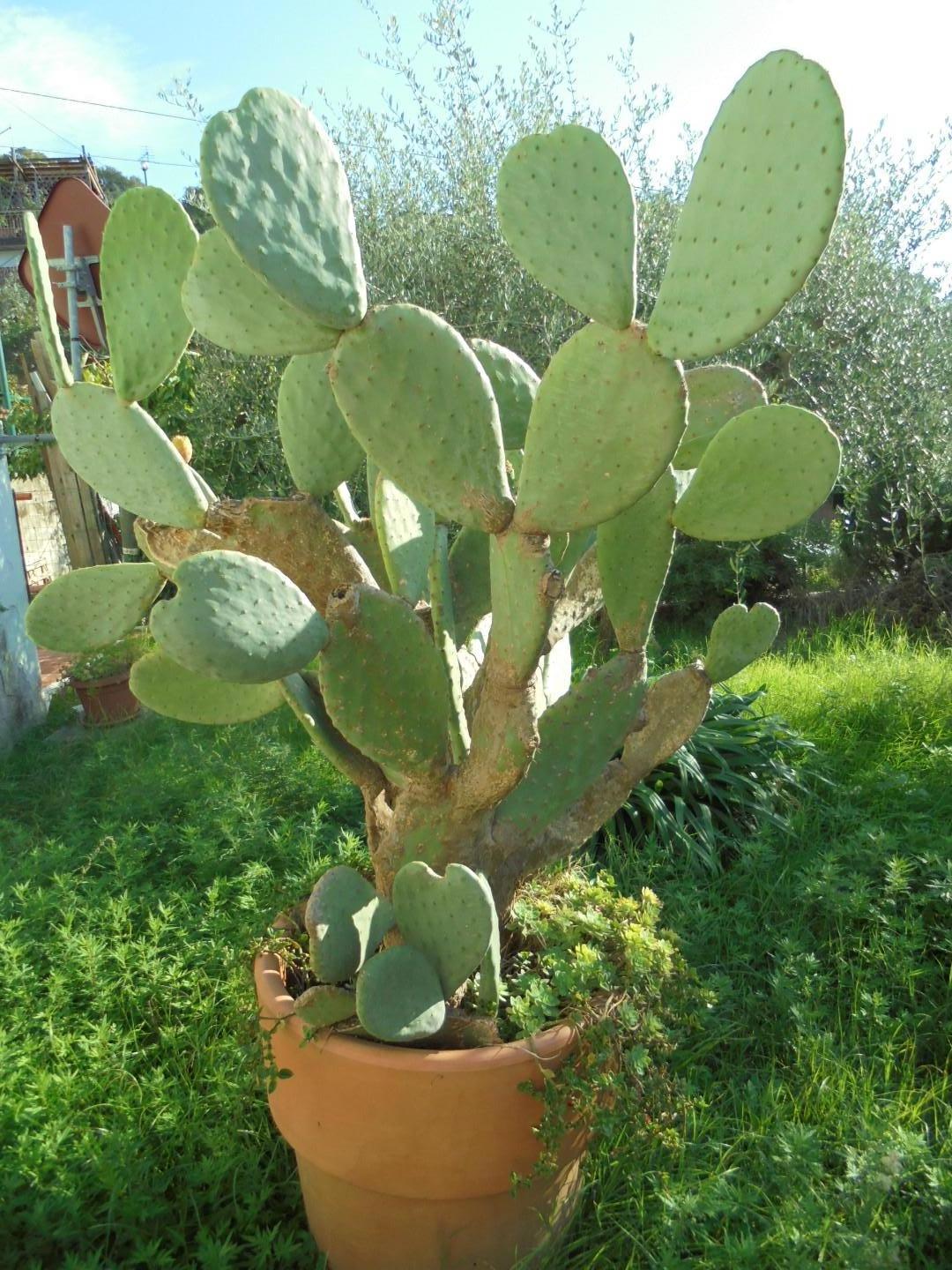 Immagine 36 di Appartamento in vendita  a Massa