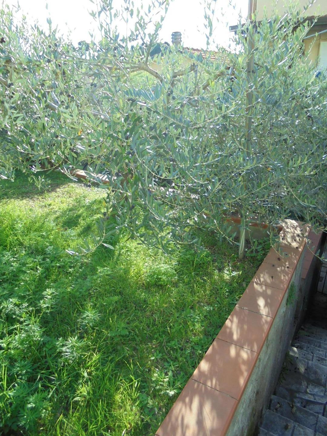 Immagine 34 di Appartamento in vendita  a Massa