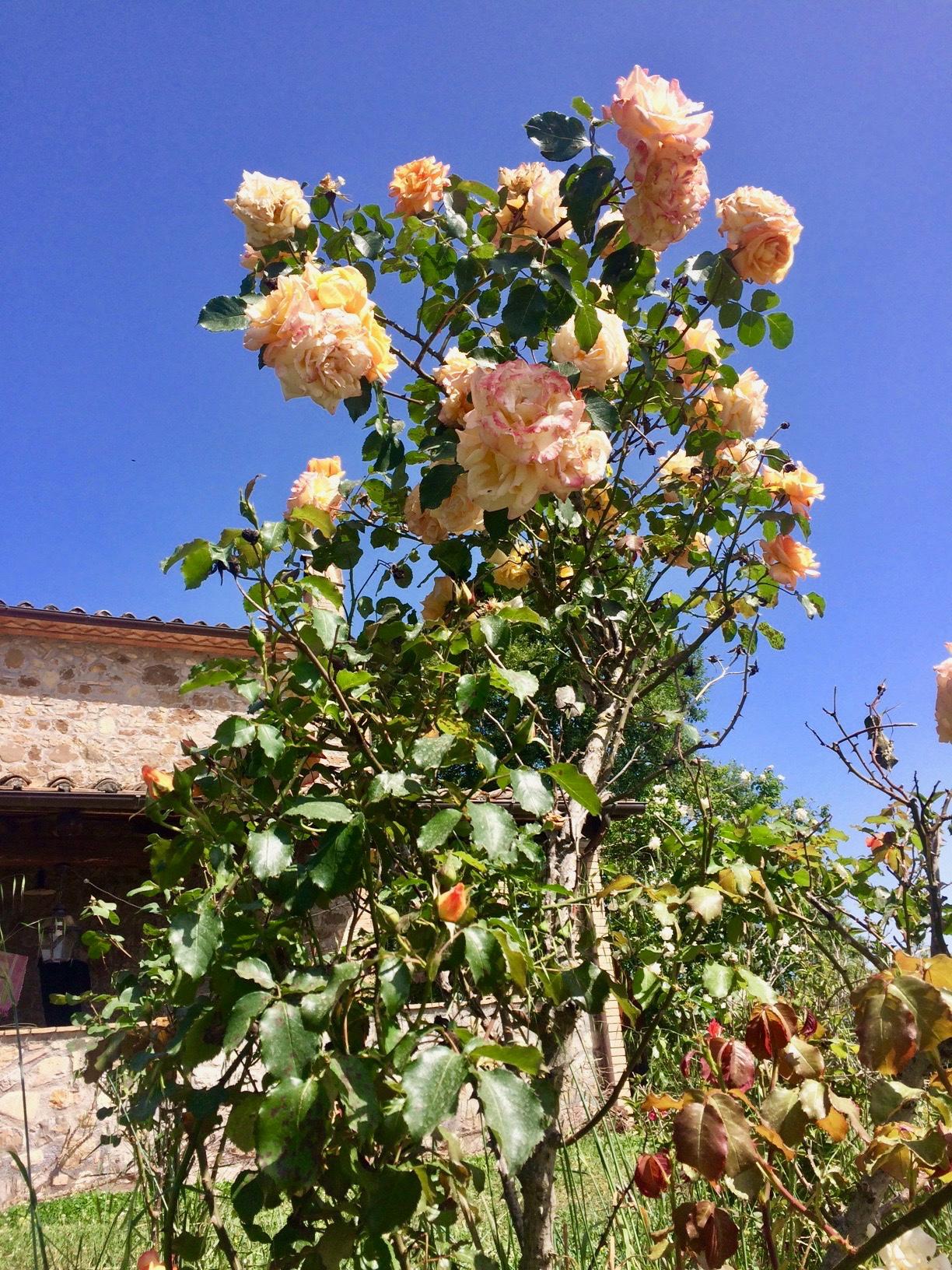 Foto annuncio 51
