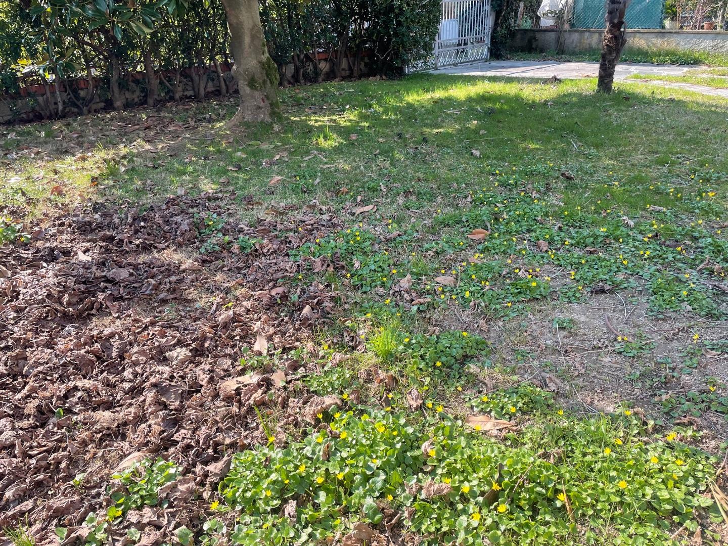 Immagine 17 di Appartamento in affitto  a Montignoso