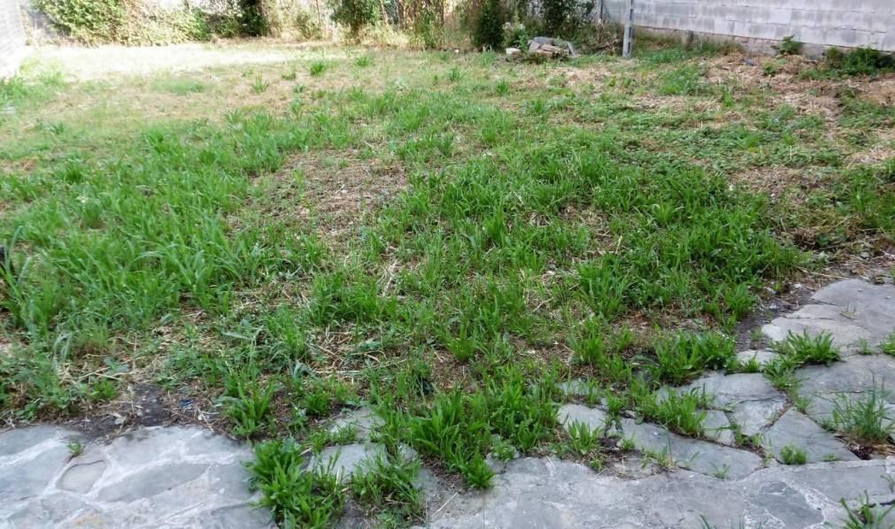 Immagine 6 di Terratetto in vendita  a Capraia E Limite