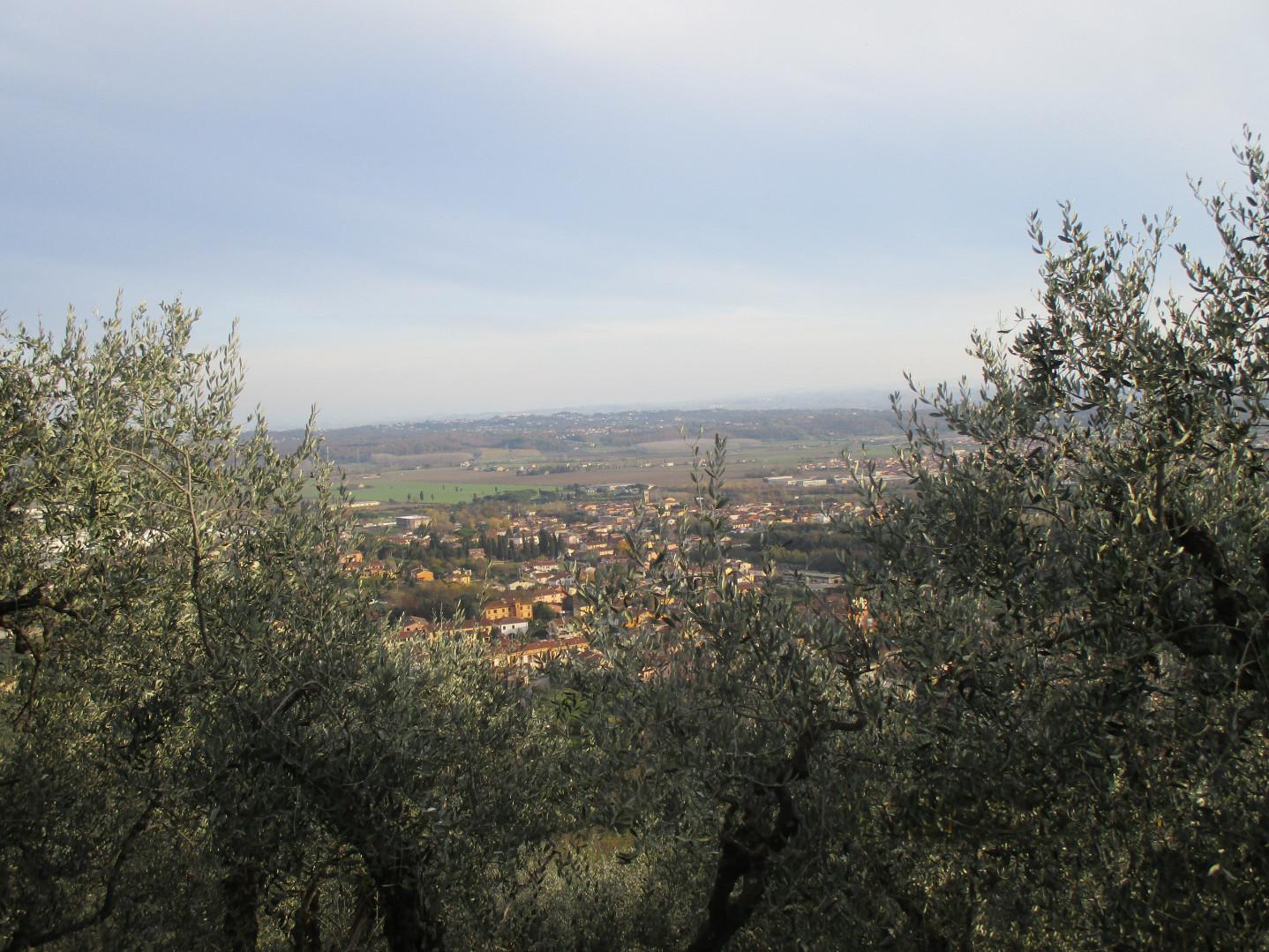 Immagine 2 di Terreno agricolo in vendita  a Buti