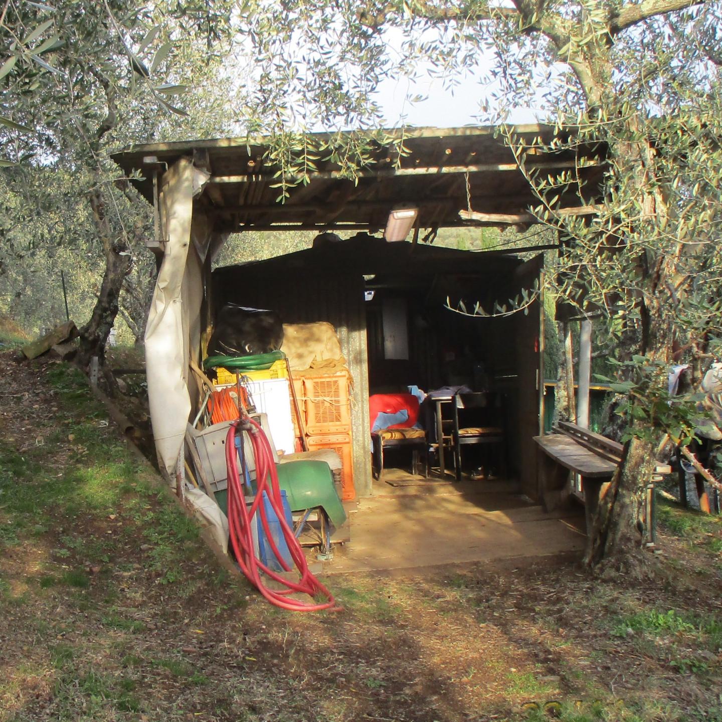 Immagine 5 di Terreno agricolo in vendita  a Buti