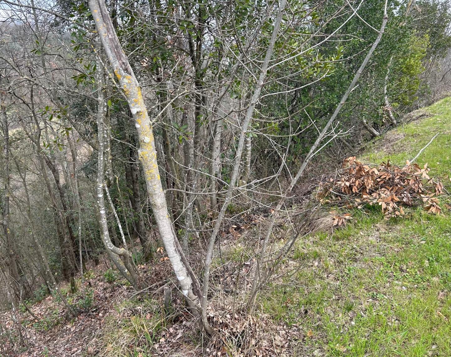 Foto annuncio 10
