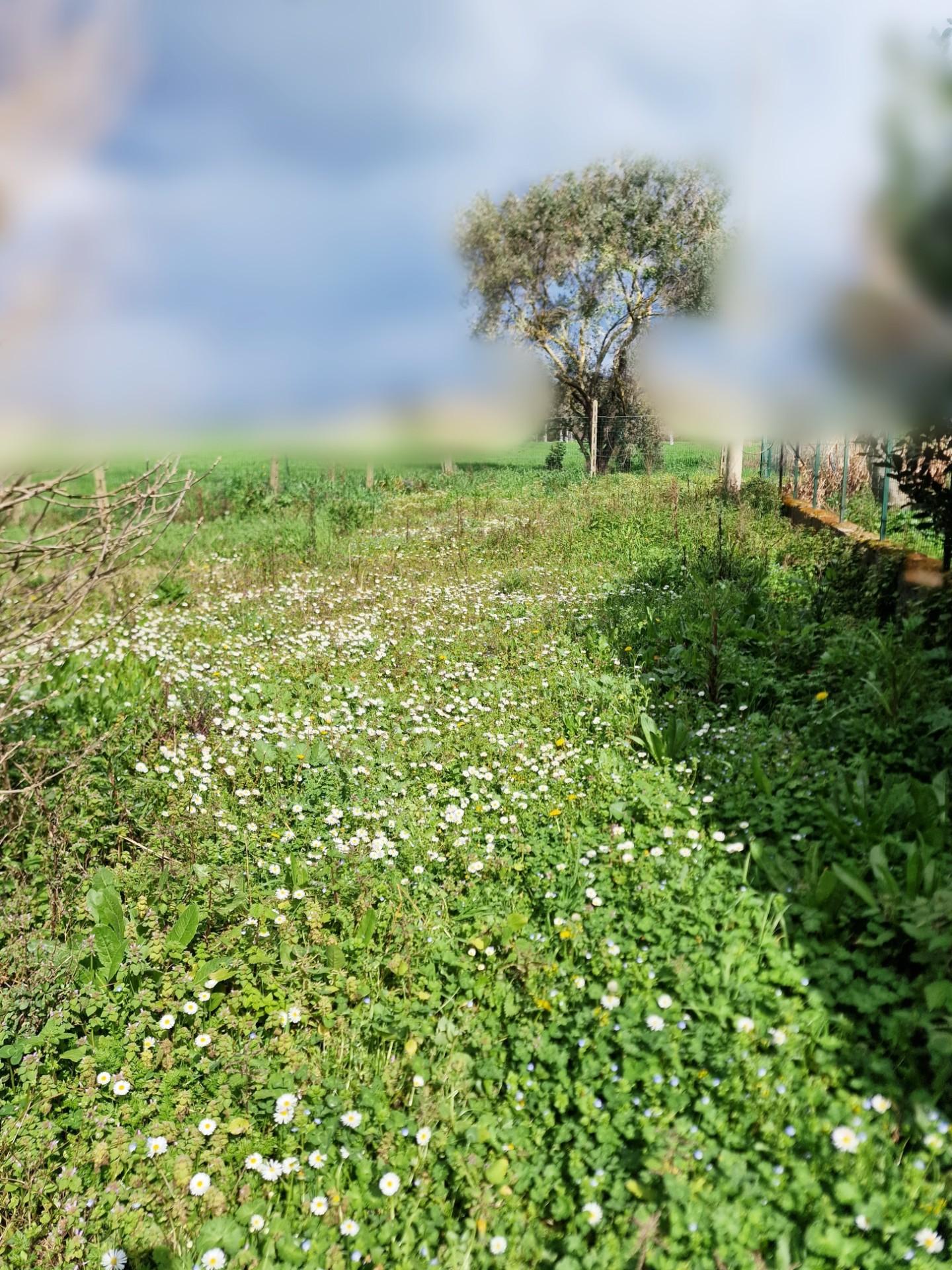 Immagine 3 di Casa indipendente in vendita  a Pisa