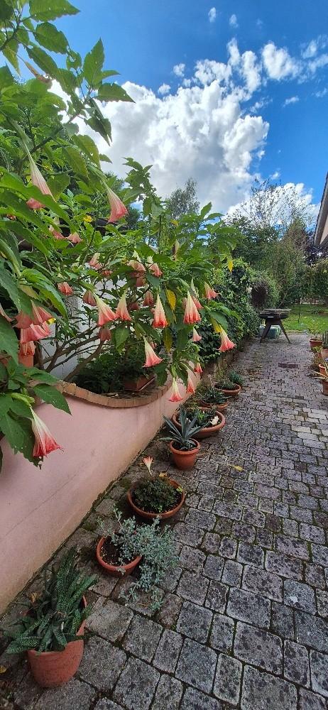 Immagine 40 di Villa in vendita  a Pisa