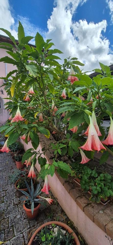 Immagine 41 di Villa in vendita  a Pisa