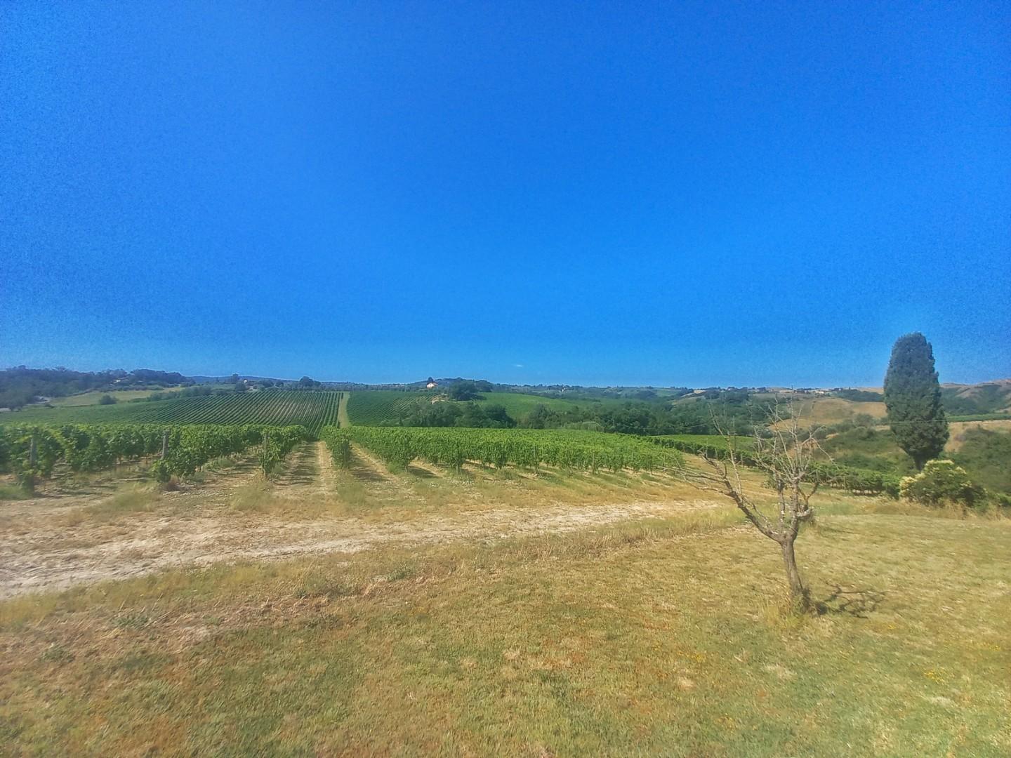 Immagine 29 di Casa colonica in vendita  a Montaione