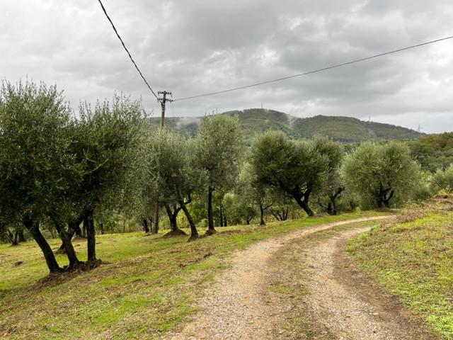 Foto annuncio 6
