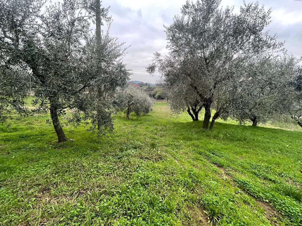 Immagine 7 di Rustico / casale in vendita  a Capannori