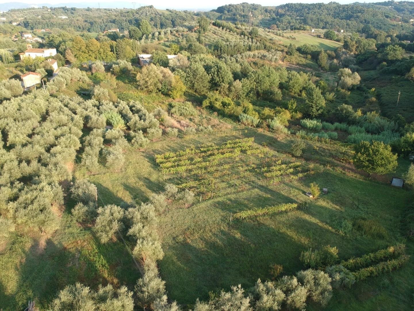 Immagine 3 di Rustico / casale in vendita  a Capannori