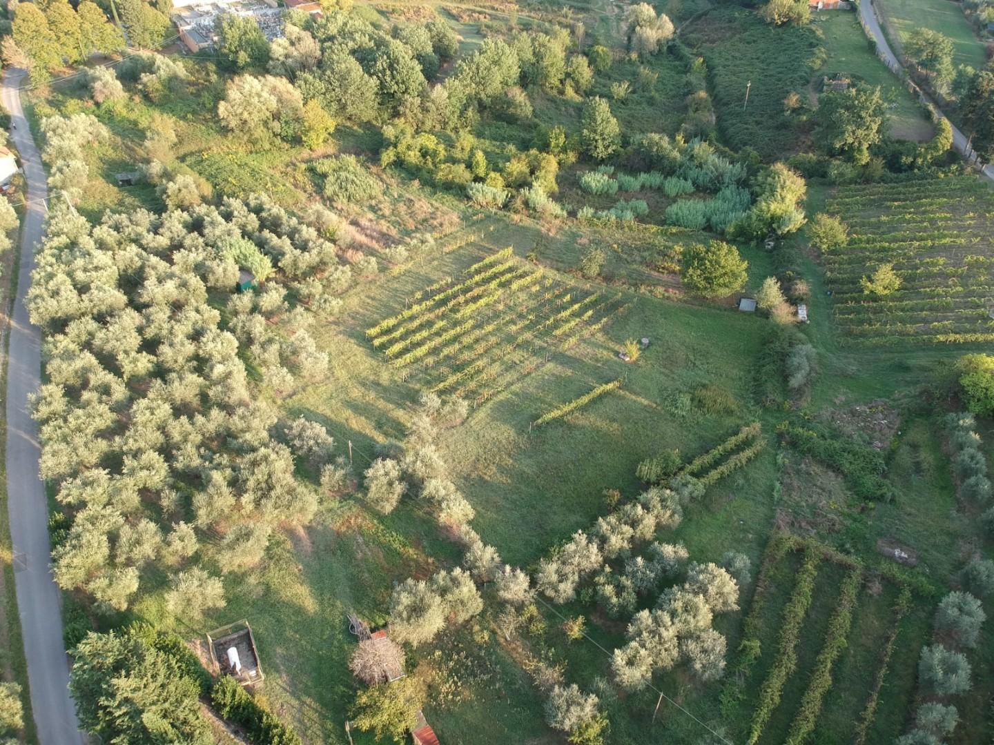 Immagine 36 di Rustico / casale in vendita  a Capannori