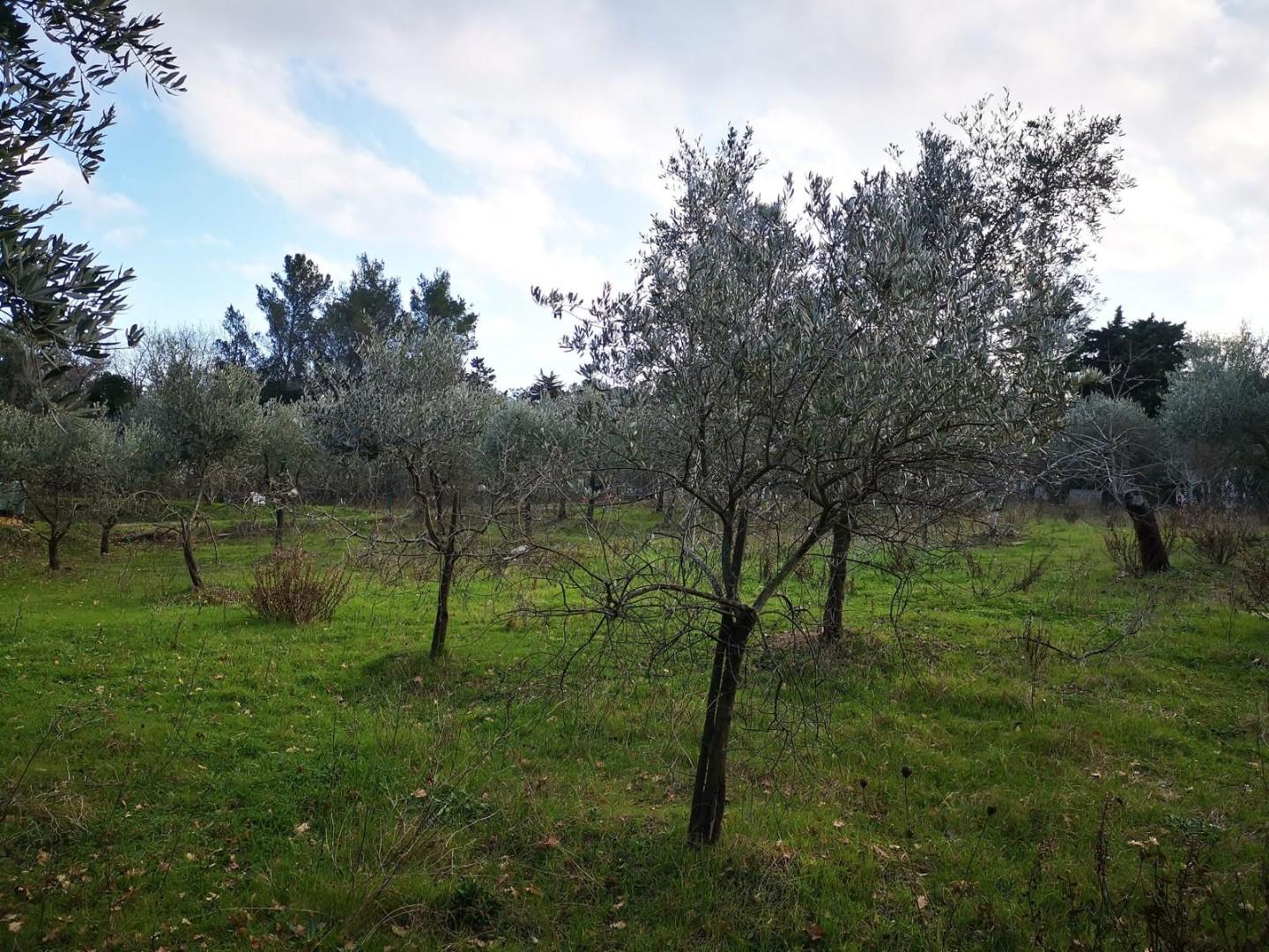 Foto annuncio 15