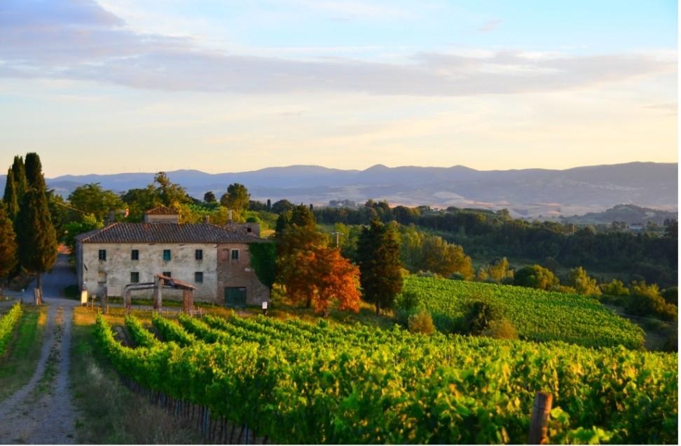 Immagine 1 di Terreno agricolo in vendita  a Peccioli
