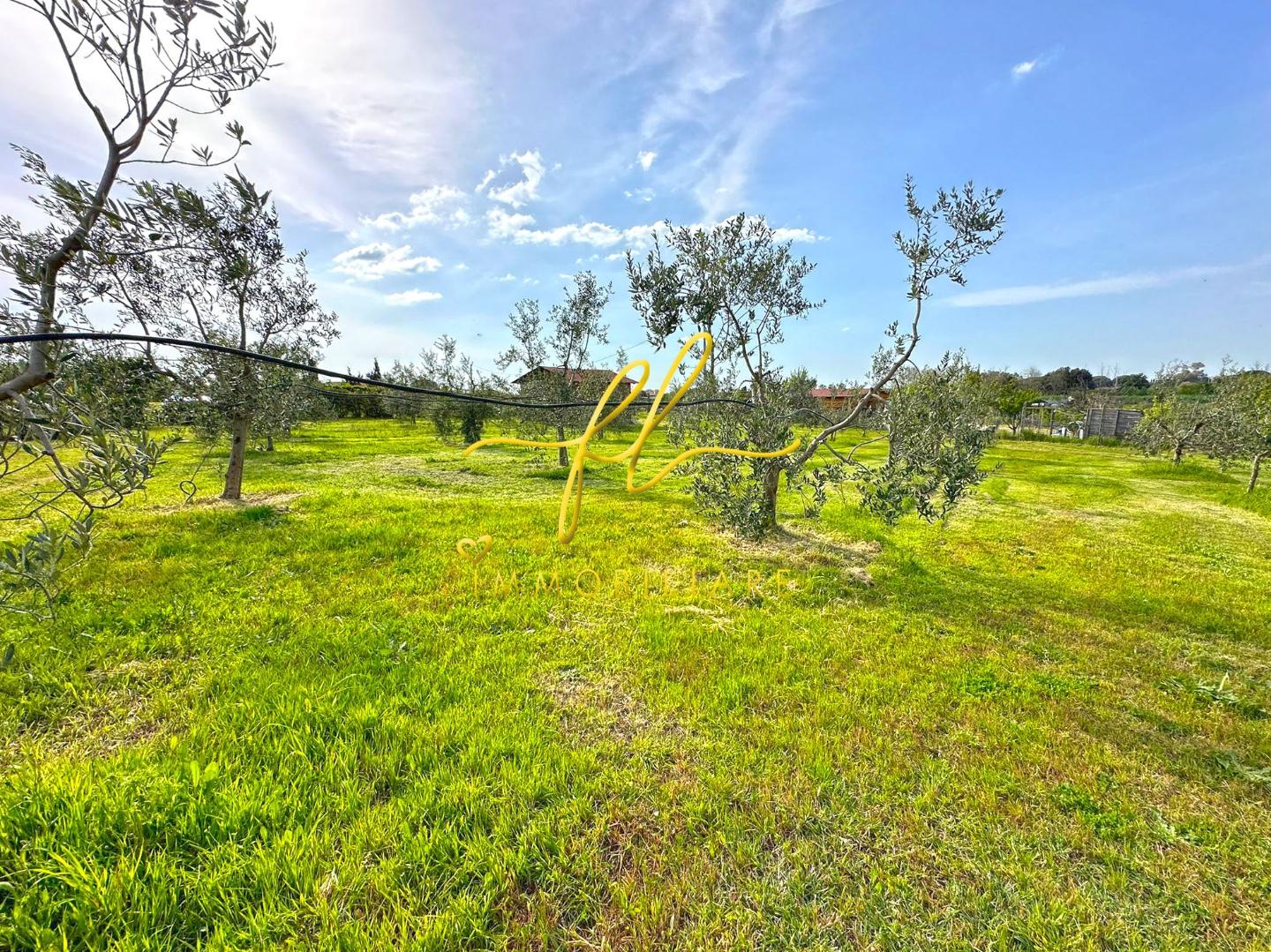 Immagine 7 di Terreno agricolo in vendita  a Cecina