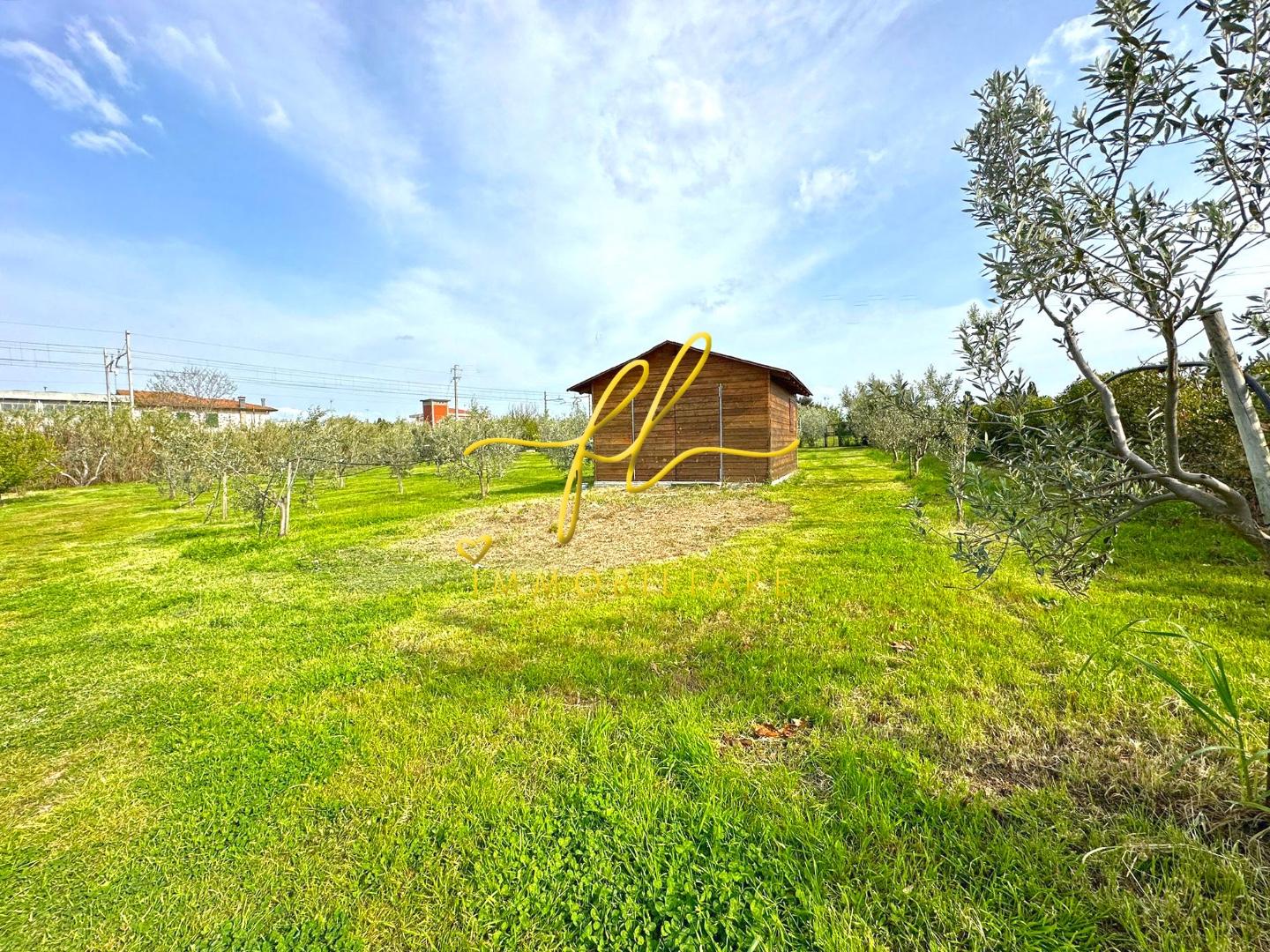 Immagine 3 di Terreno agricolo in vendita  a Cecina