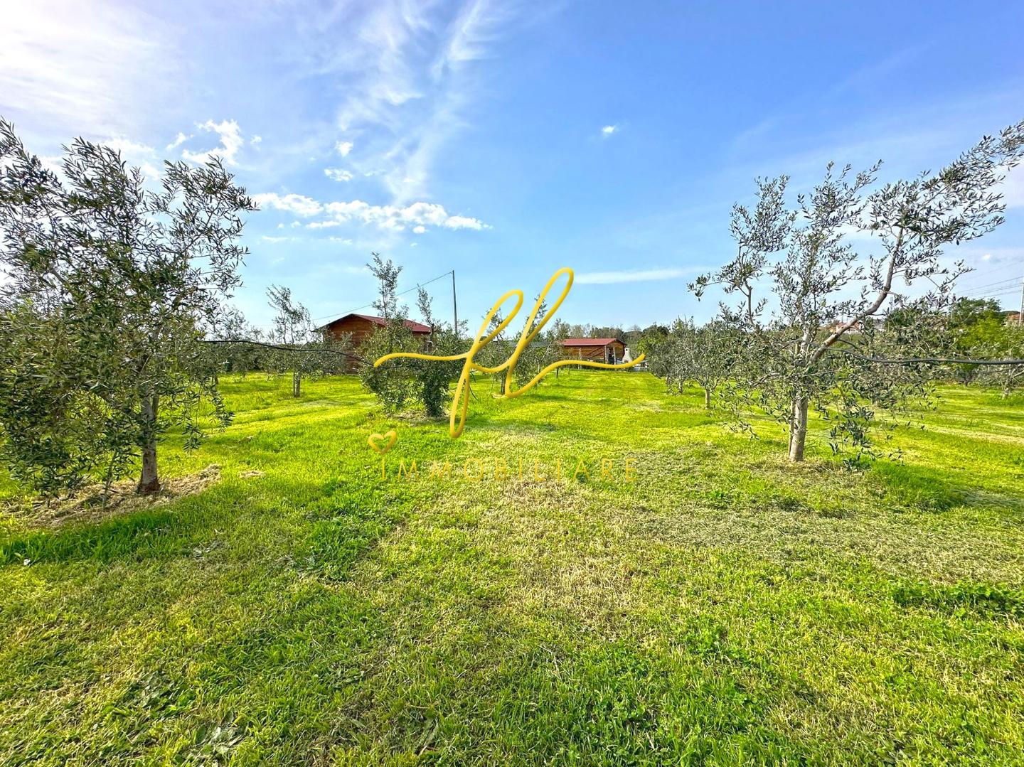 Immagine 8 di Terreno agricolo in vendita  a Cecina