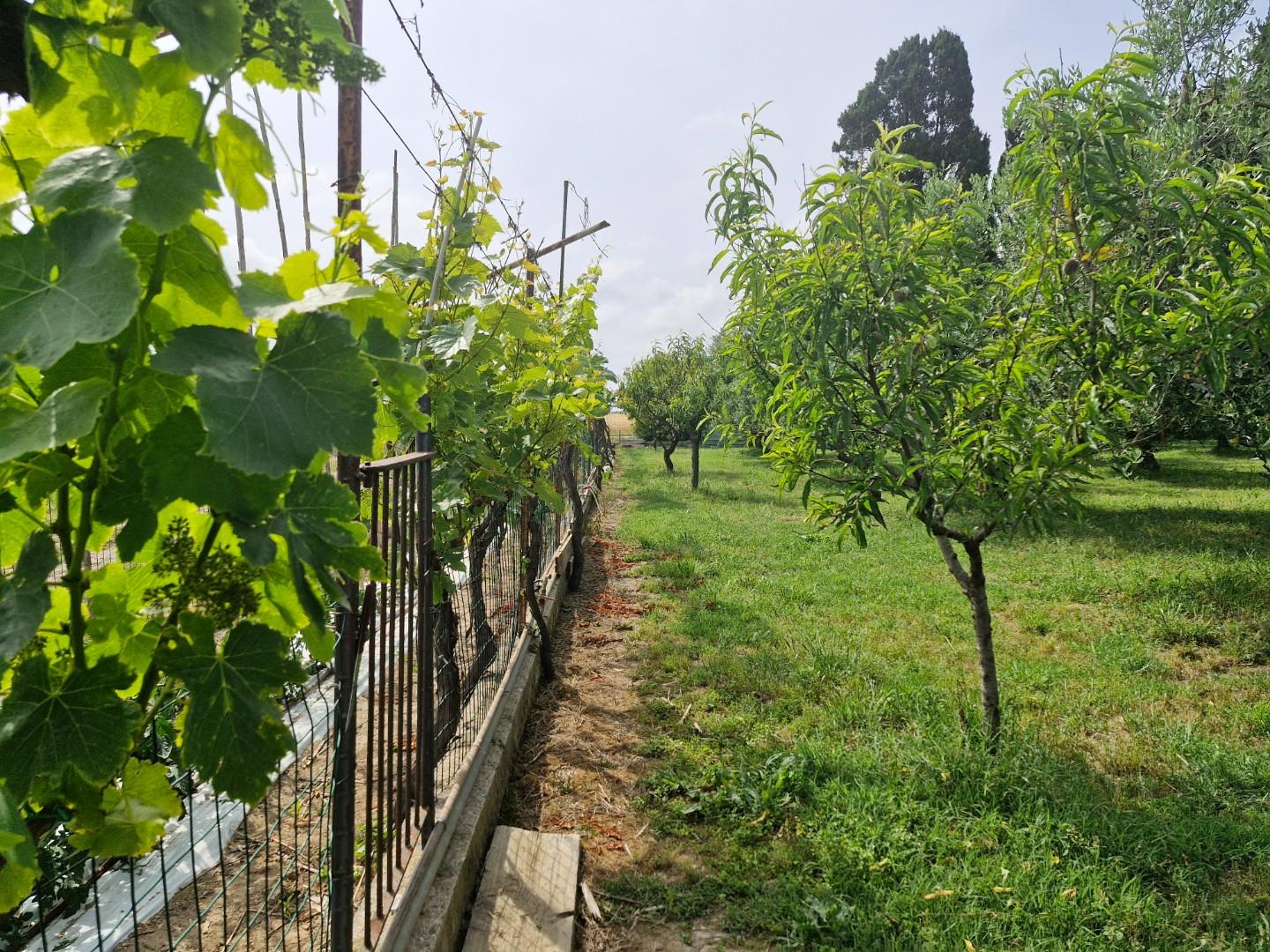 Foto annuncio 9