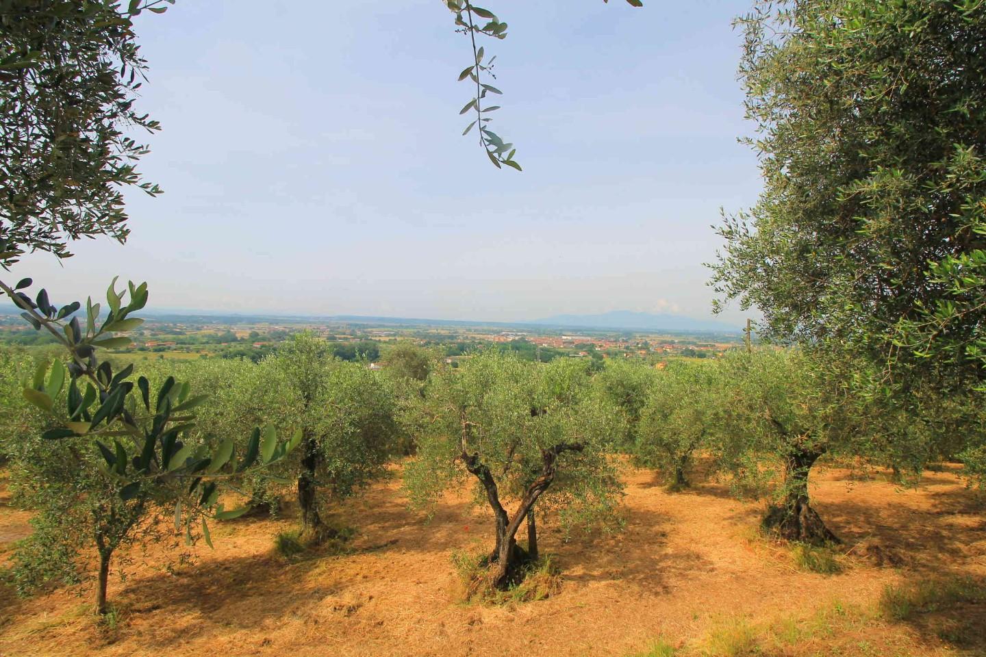 Immagine 5 di Casa colonica in vendita  a Monsummano Terme