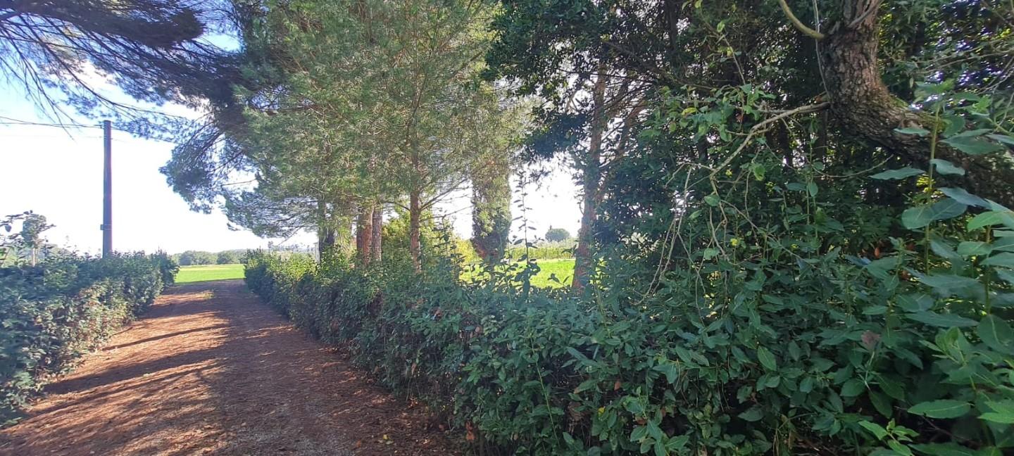 Immagine 26 di Casa indipendente in vendita  a Terricciola